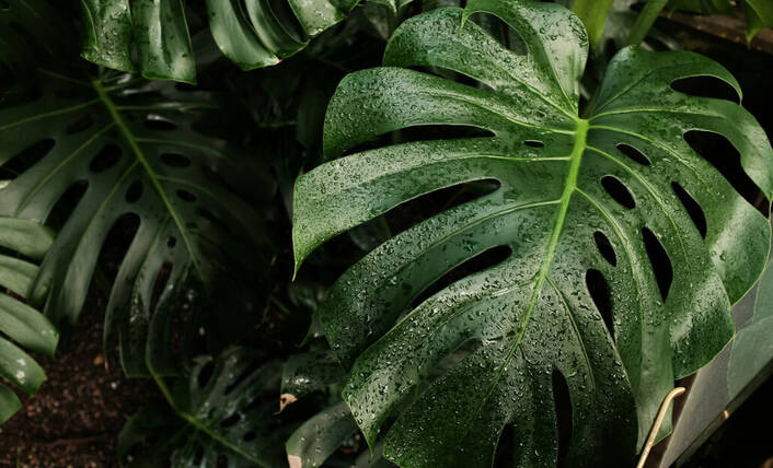 Apple Intelligence kann Pflanzen erkennen (Foto: Lukas Juhas / unsplash) Blätter einer Monstera Pflanze