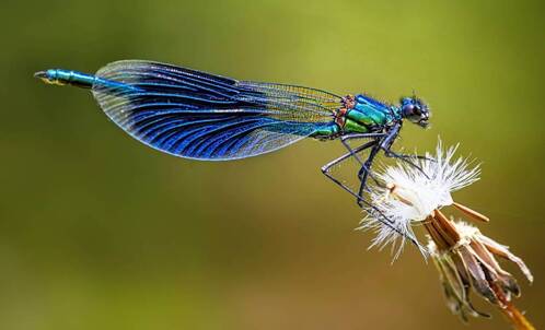 iPhone 13 Pro verfügt über das Pro Kamera System.