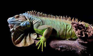 Leguan fotografiert mit iPhone 15 Pro Max