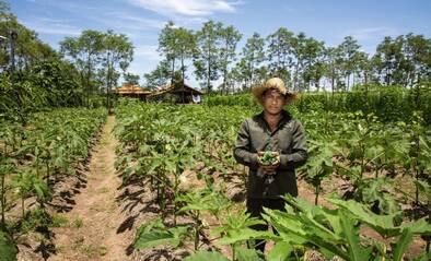Landwirt im Feld in Kambodscha