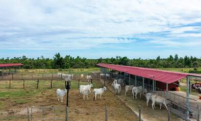 Landwirtschaft mit Kühen bei Smiling Gecko