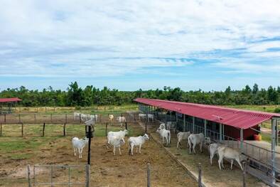 Landwirtschaft mit Kühen bei Smiling Gecko