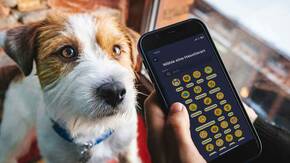 Hund schaut zu Frauchen mit iPhone 