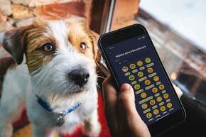 Hund schaut zu Frauchen mit iPhone 